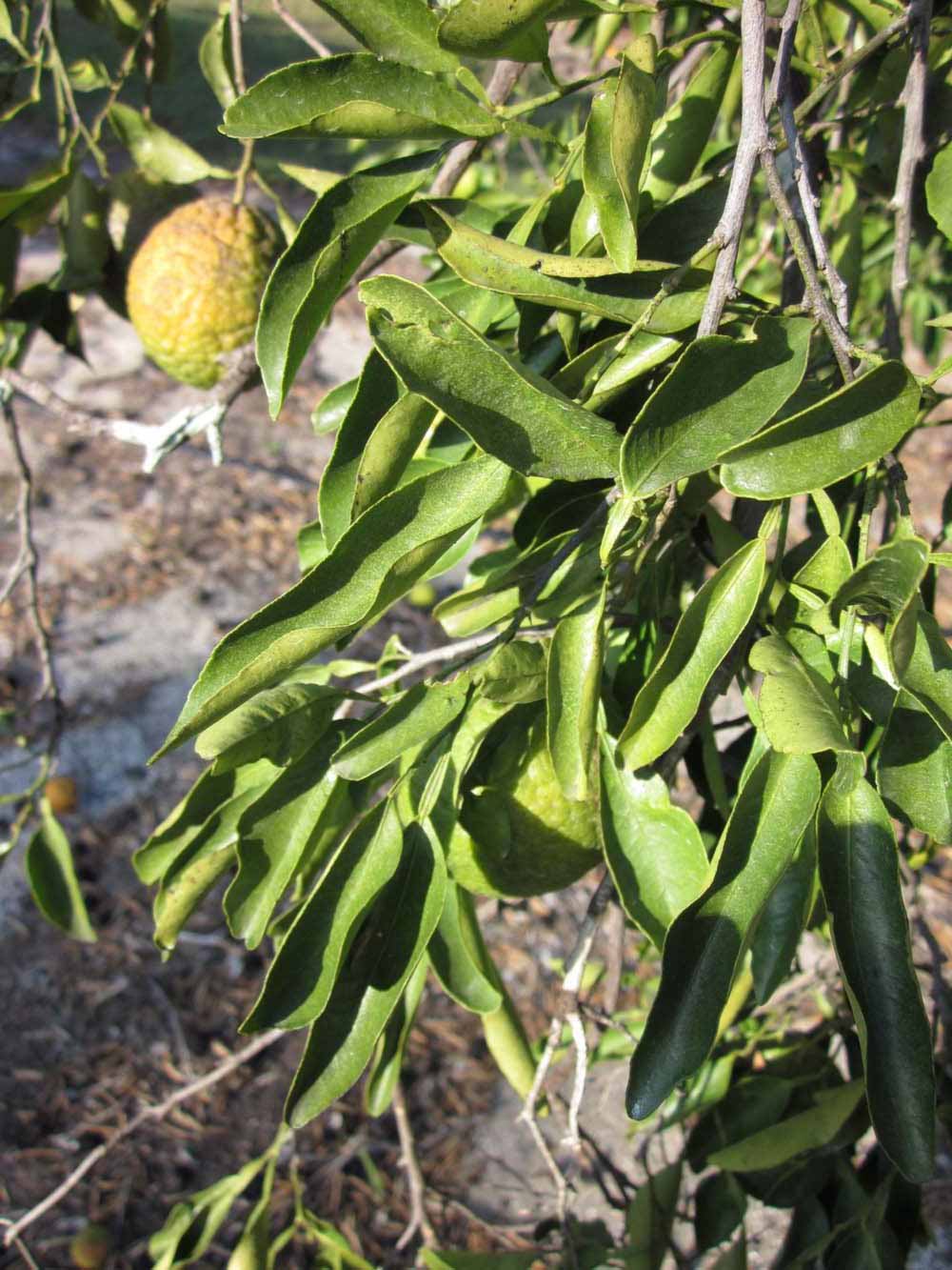            Sun leaves (Winter Haven, FL)   